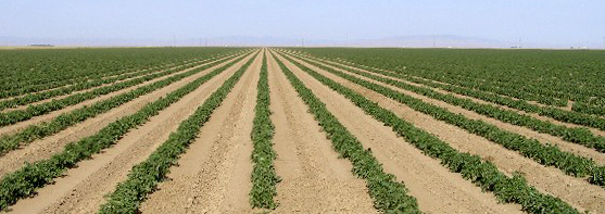 Tomato-Rows